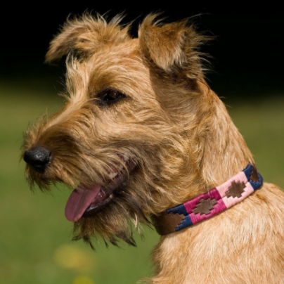 Pioneros Polo Dog Collar - Berry, Navy &amp; Pink 2