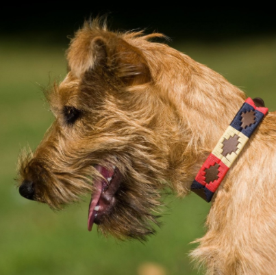 Pioneros Polo Dog Collar - Navy, Cream &amp; Red 2