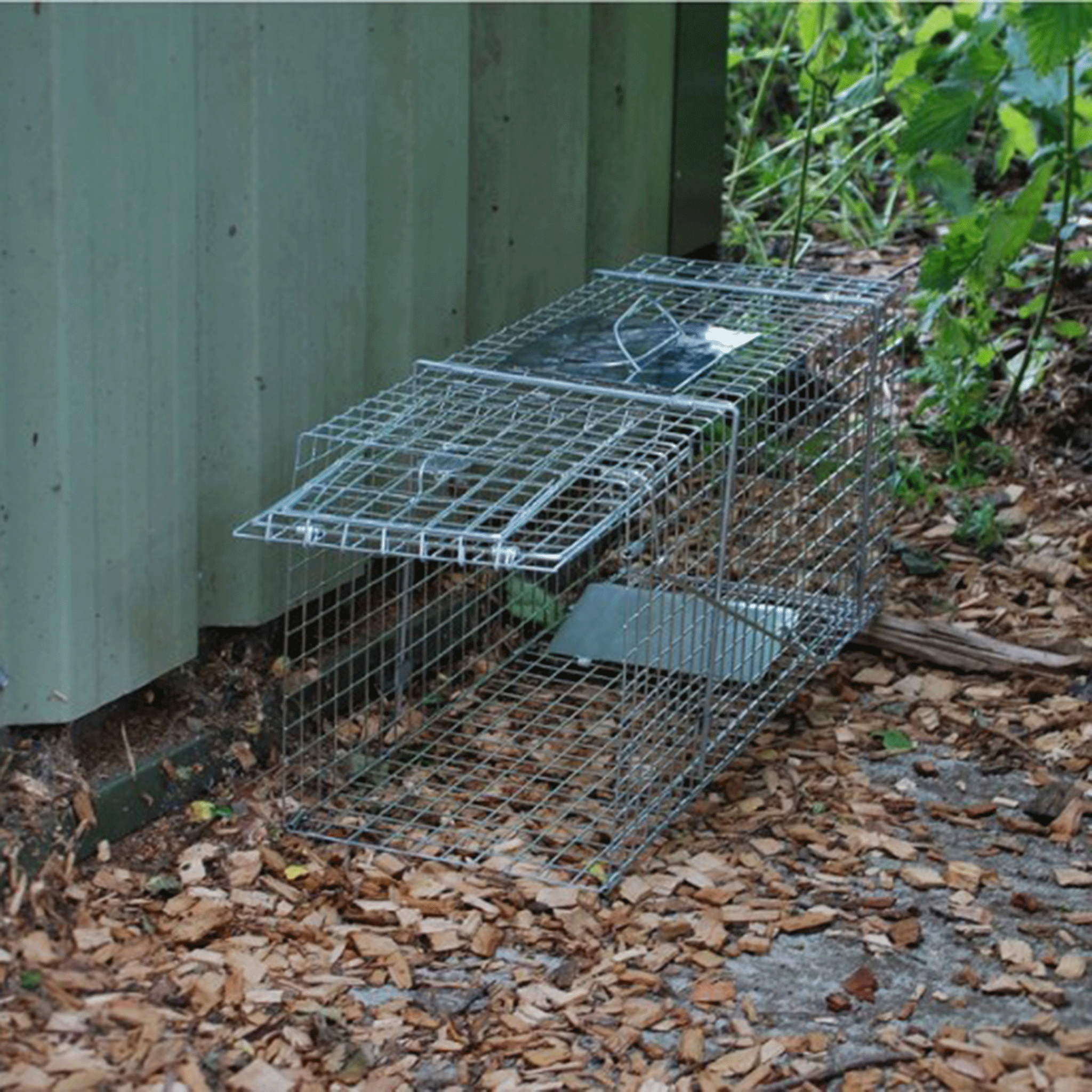 Big Cheese Ultra Power Humane Animal Trap