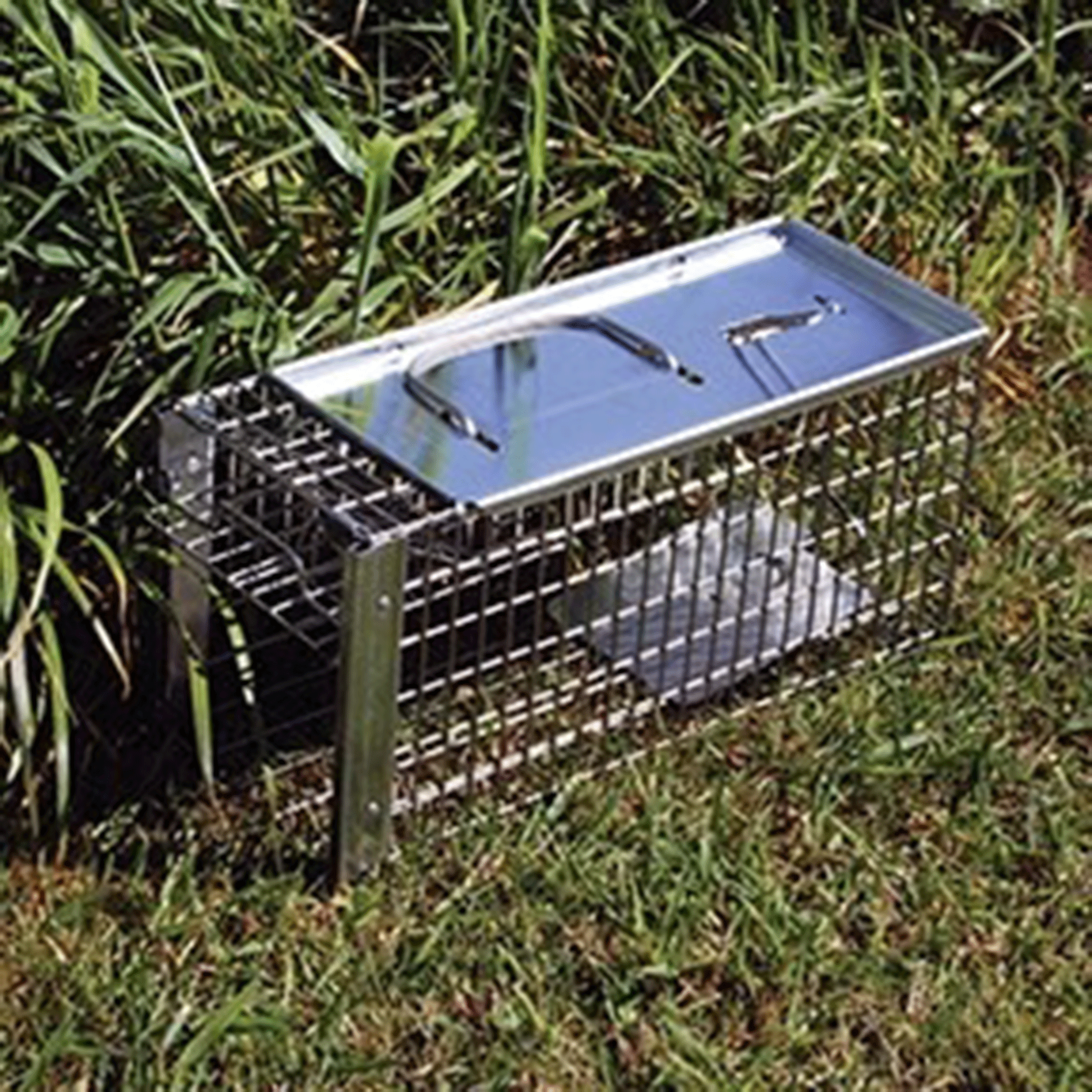 Big Cheese Small Animal Rat Cage Trap