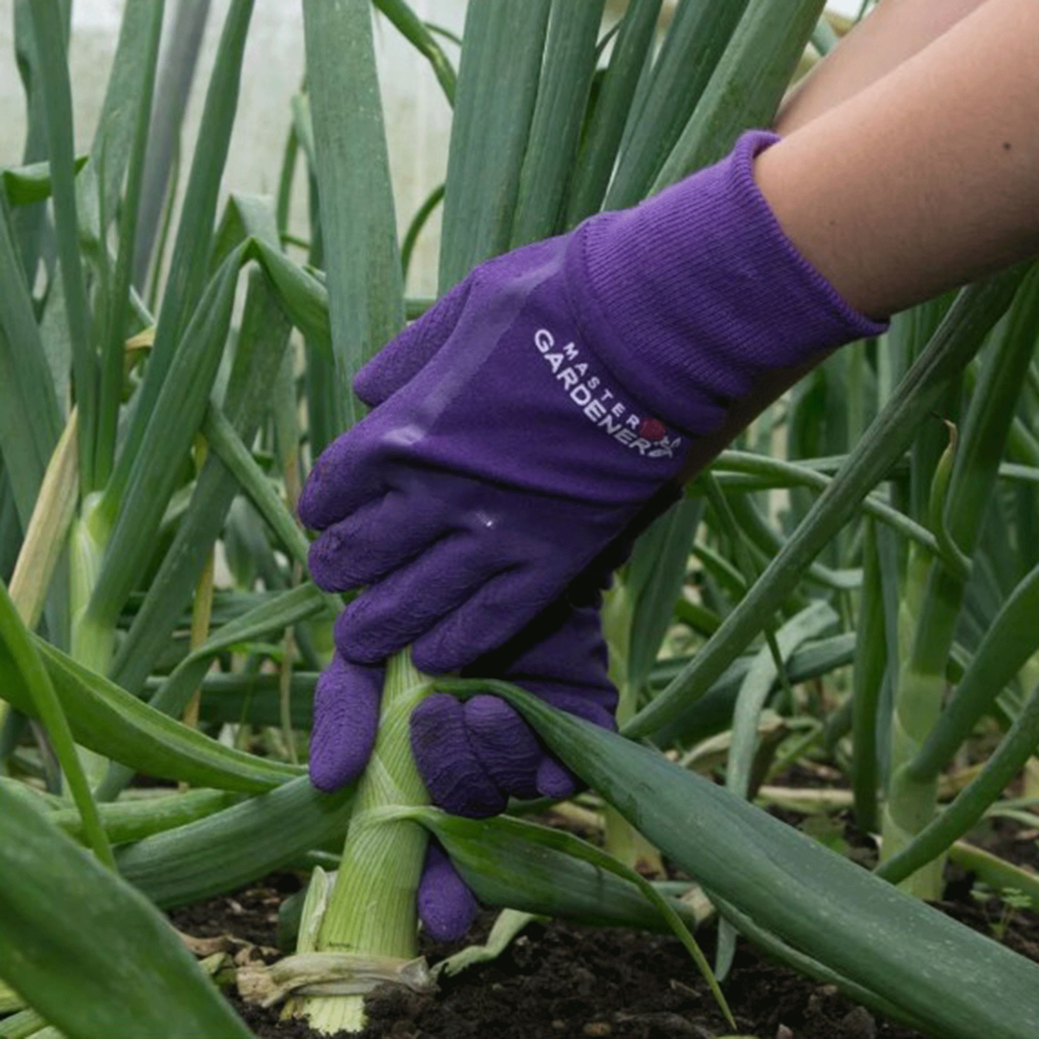 Town & Country Master Gardener Gloves Purple