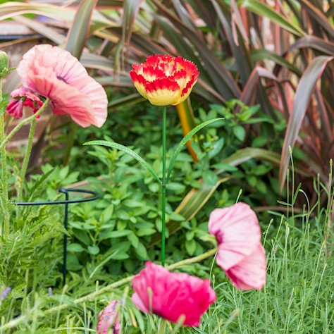 ascalon parrot tulip red-yellow 2400 - 2